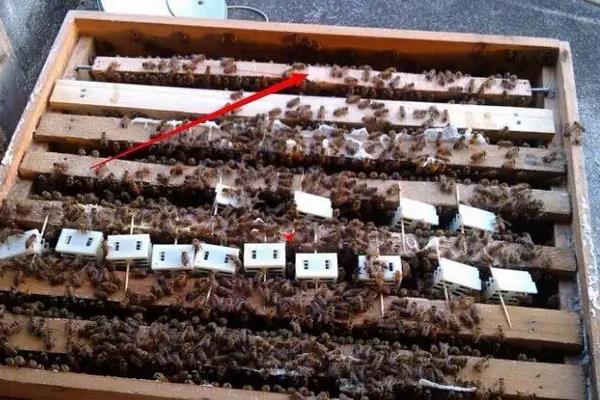 意蜂养殖技术要点,附春繁技术管理诀窍