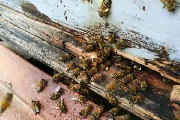 意蜂养殖技术要点,附春繁技术管理诀窍