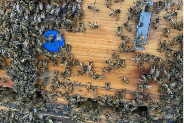 意蜂养殖技术要点,附春繁技术管理诀窍