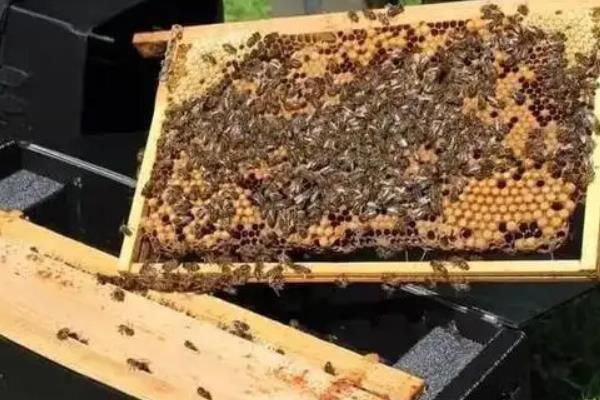 意蜂养殖技术要点,附春繁技术管理诀窍