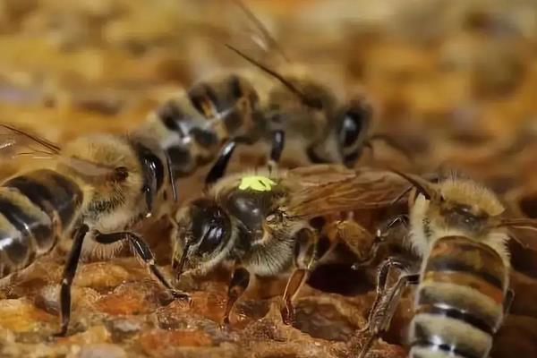 意蜂养殖技术要点,附春繁技术管理诀窍