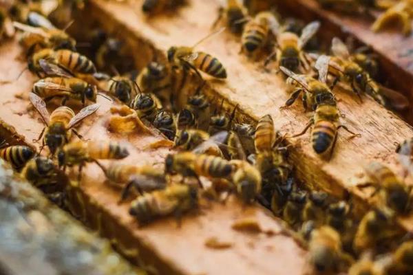 意蜂养殖技术要点,附春繁技术管理诀窍