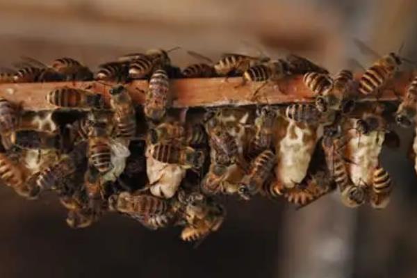 意蜂养殖技术要点,附春繁技术管理诀窍