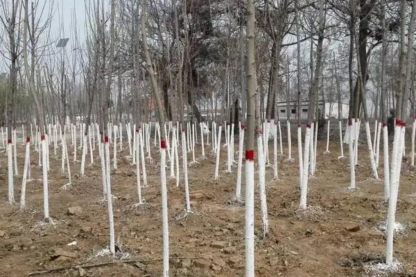 杨树种植技术要点,株距和行距是多少