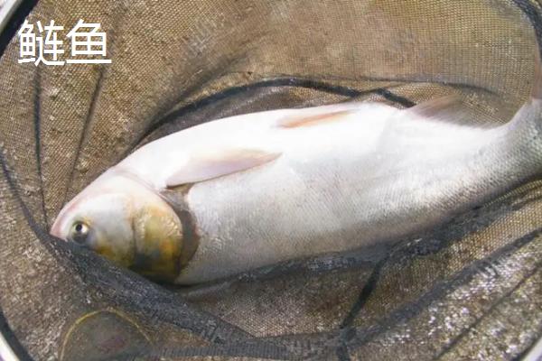 鲶鱼与鲢鱼的区别
