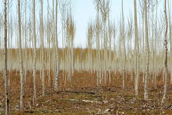 杨树种植技术要点,株距和行距是多少