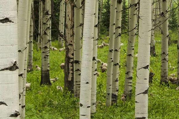 杨树种植技术要点,株距和行距是多少