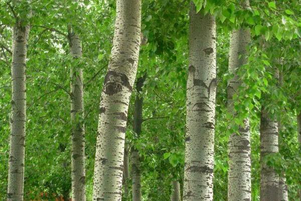 杨树种植技术要点,株距和行距是多少