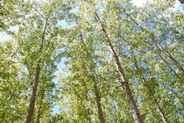 杨树种植技术要点,株距和行距是多少