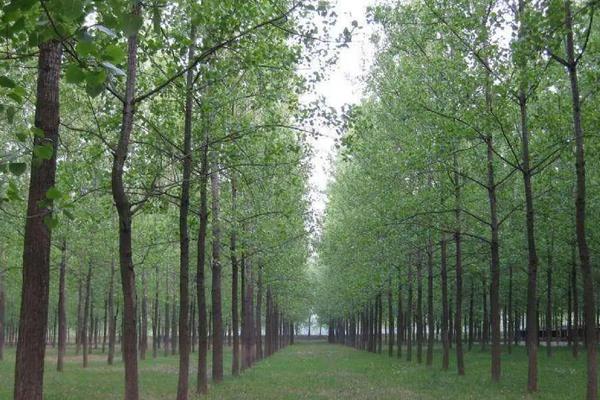 杨树种植技术要点,株距和行距是多少