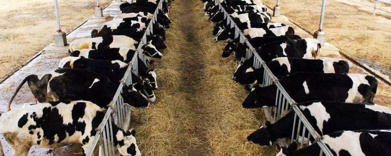 养殖牲畜会消耗哪些资源?对环境造成什么样的污染?