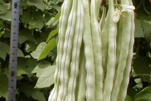 芸豆高产种植技术与管理,附叶片常见病害及防治