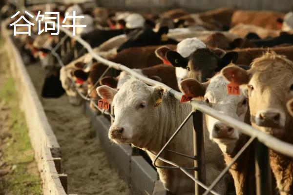 谷饲和草饲的区别