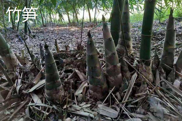茭白和竹笋的区别