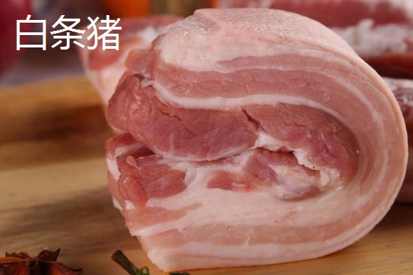 白条猪与普通猪的区别