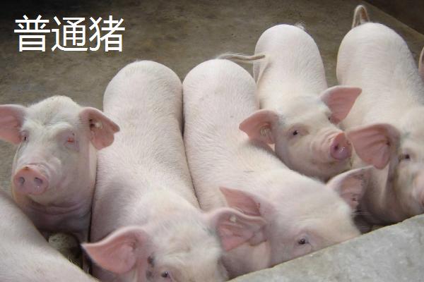 白条猪与普通猪的区别