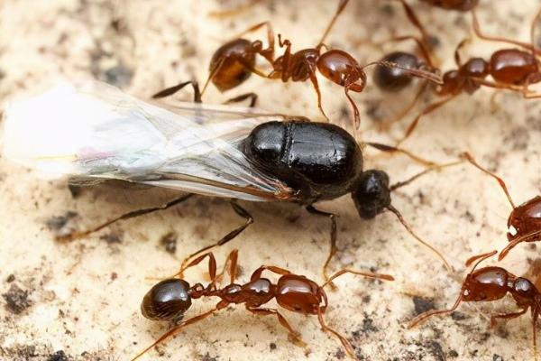 蚁后怎么诱捕,蚁后是如何形成的