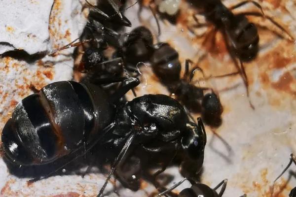 蚁后怎么诱捕,蚁后是如何形成的