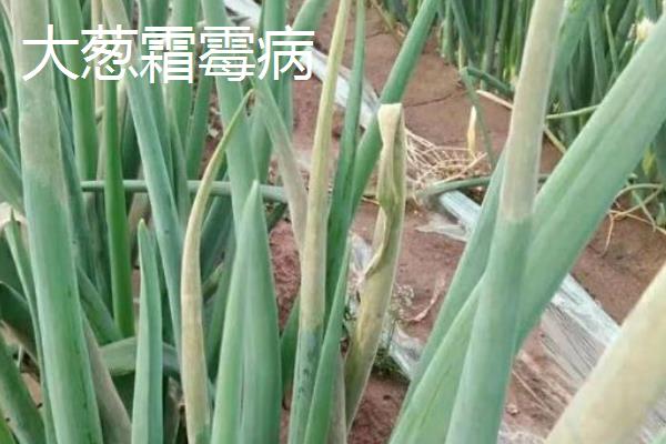 大葱疫病与霜霉病区别