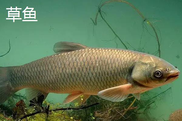 青鱼跟皖鱼的区别