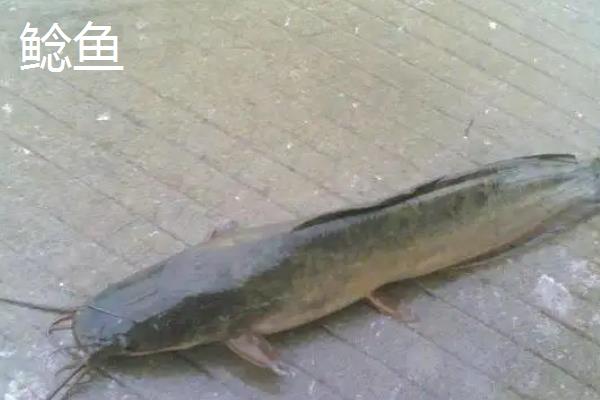 黑鱼乌江鱼鲶鱼的区别