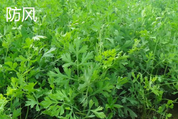 防风和防己的区别