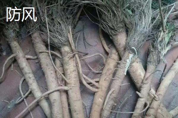 防风和防己的区别