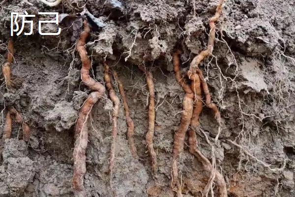 防风和防己的区别