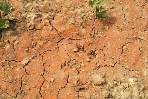 土壤盐渍化的改良措施,土壤盐渍化是如何形成的