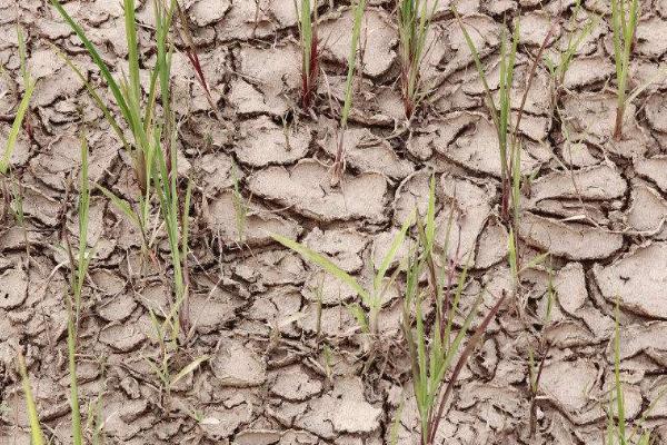 土壤盐渍化的改良措施,土壤盐渍化是如何形成的