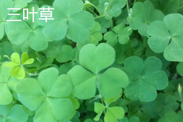 三叶草和苜蓿的区别在哪儿