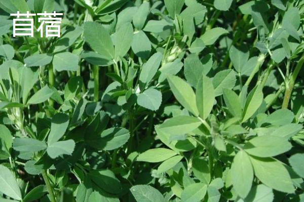 三叶草和苜蓿的区别在哪儿