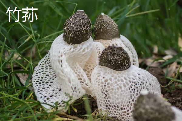 竹荪和羊肚菌的区别