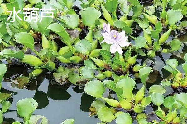 水葫芦和金鱼藻有什么相同之处和不同之处