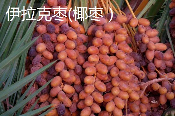伊拉克枣和椰枣区别