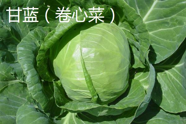 卷心菜和甘蓝的区别