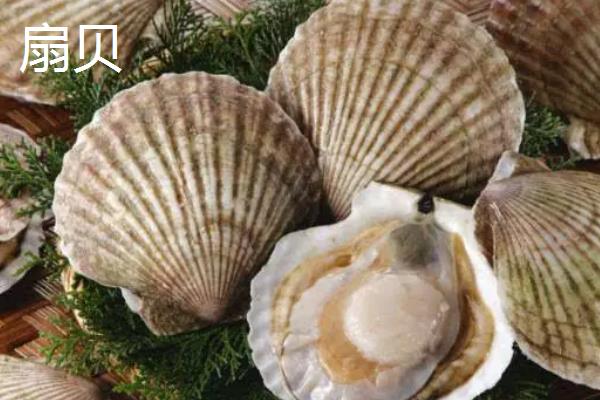 扇贝和花甲的区别