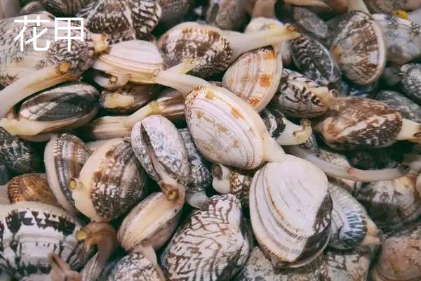 扇贝和花甲的区别