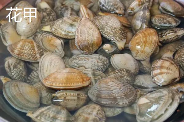 扇贝和花甲的区别
