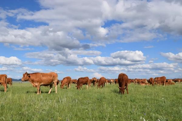 牛的养殖,海福特牛和西门塔尔有区别吗
