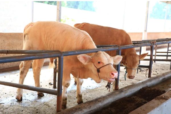 牛的养殖,海福特牛和西门塔尔有区别吗