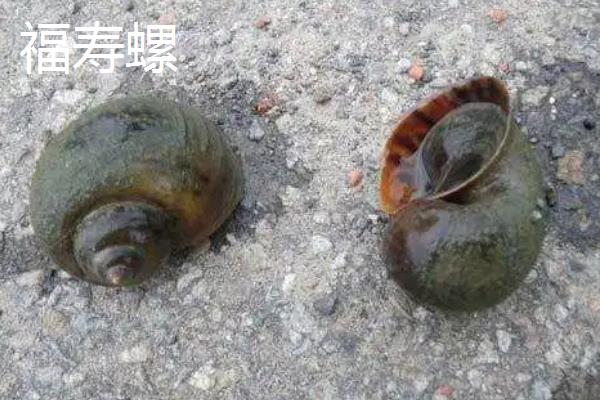 福寿螺与螺蛳的区别