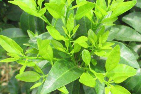 氟节胺药害会怎样,氟节胺与多效唑有什么区别