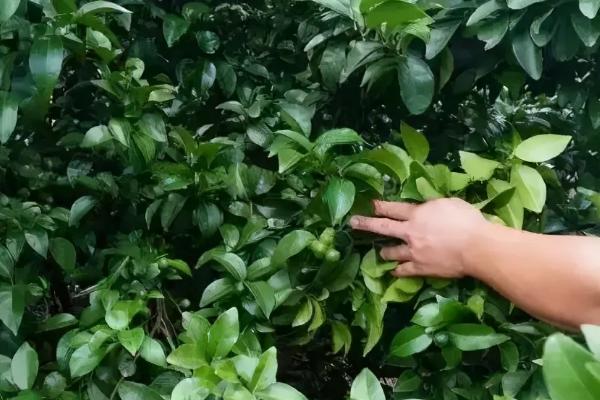 氟节胺药害会怎样,氟节胺与多效唑有什么区别