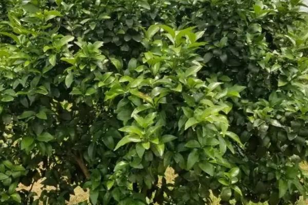 氟节胺药害会怎样,氟节胺与多效唑有什么区别