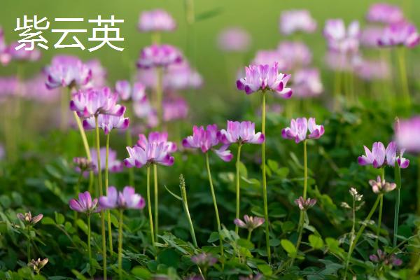 紫云英和红花草的区别