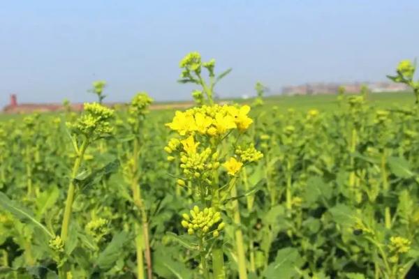一亩地需要多少油菜花种子,种植的株距与行距分别是多少