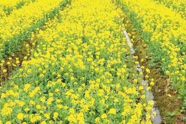 一亩地需要多少油菜花种子,种植的株距与行距分别是多少