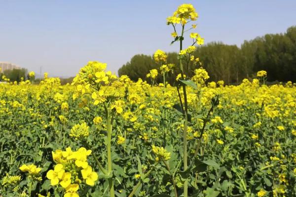 一亩地需要多少油菜花种子,种植的株距与行距分别是多少