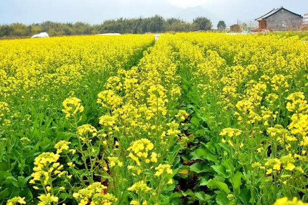 一亩地需要多少油菜花种子,种植的株距与行距分别是多少